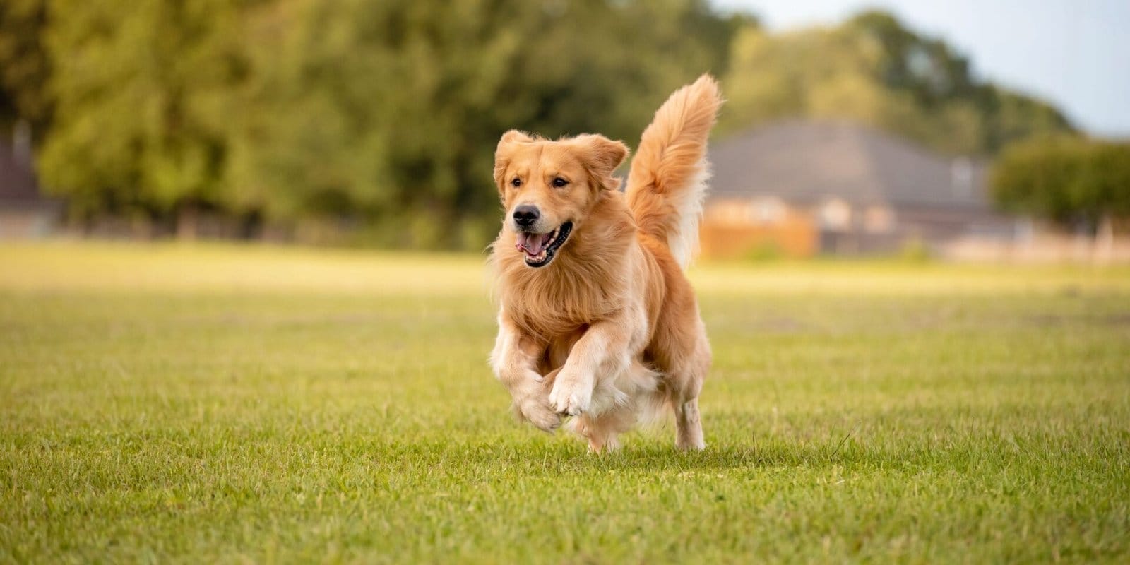 Blog indlæg om hundeosteopati